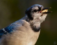 image of jay