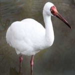image of bird