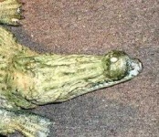 image of animal