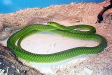 image of green_mamba