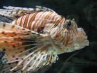 image of lionfish