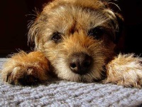 image of border_terrier #4