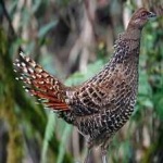 image of bird