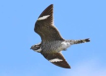 image of nightjar