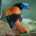 image of bird