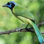 image of green_jay #33