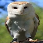 image of bird