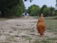 image of hen