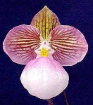 image of hard_leaved_pocket_orchid #51