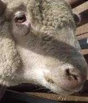 image of animal