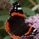 image of animal