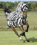 image of animal