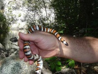 image of king_snake