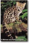 image of animal