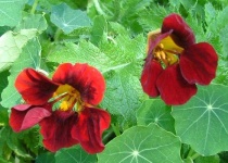 image of flower