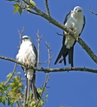 image of kite