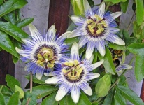 image of passion_flower #21