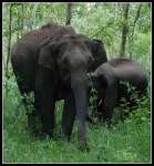image of indian_elephant