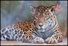 image of jaguar_car