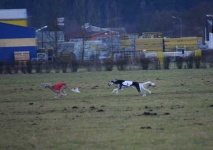 image of saluki