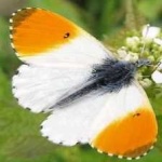image of animal