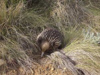 image of echidna