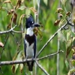 image of belted_kingfisher #19