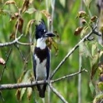 image of bird