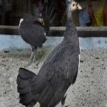 image of bird