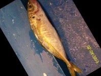 image of fish