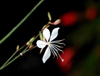 image of flower