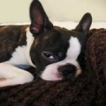 image of animal