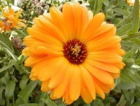 image of flower