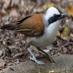 image of bird