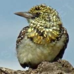 image of bird