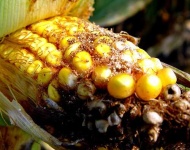 image of ear_corn #11