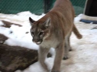 image of cougar