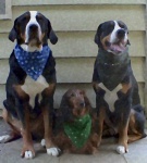 image of greater_swiss_mountain_dog