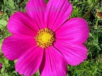 image of flower