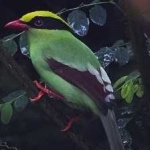 image of bird