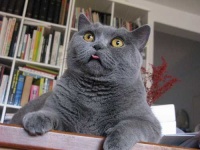 image of british_shorthair #26