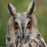 image of bird