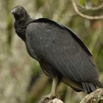 image of bird