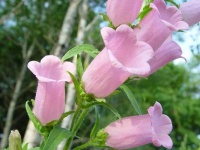 image of flower
