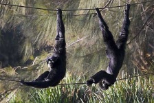 image of siamang