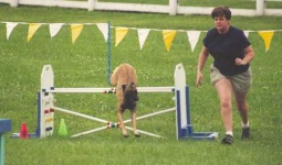 image of malinois