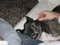 image of staffordshire_bullterrier