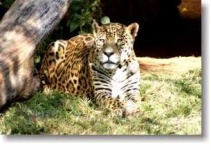 image of jaguar_car