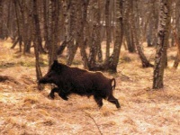 image of wild_boar