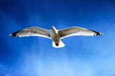 image of seagull